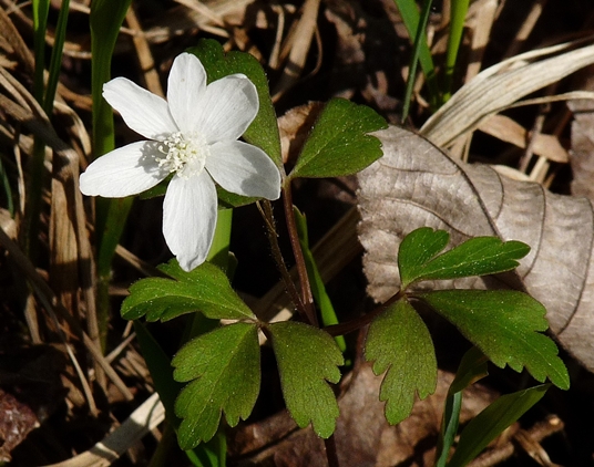 {Anemone quinquefolia}